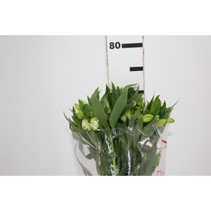 ALSTROEMERIA MISTRAL 080 CM