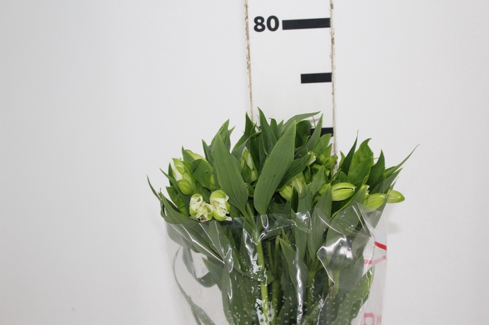 <h4>ALSTROEMERIA MISTRAL 080 CM</h4>