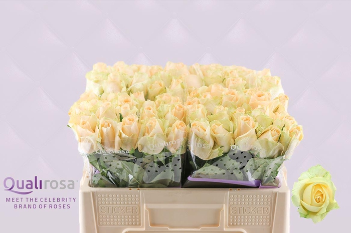 <h4>R Gr Magic Avalanche</h4>