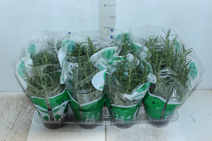 <h4>ALECRIM P15</h4>