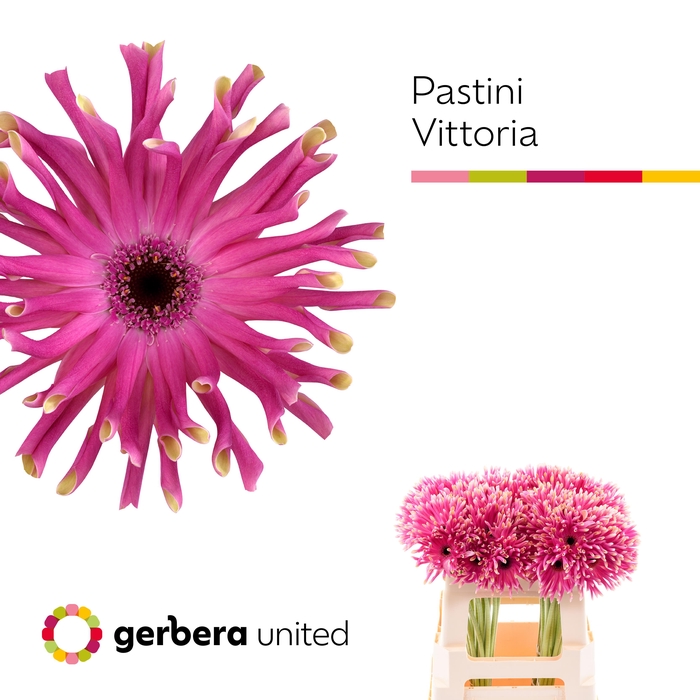 <h4>Gerbera Pastini Vittoria Water</h4>