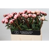 Paeonia Lact. Reine Hortense