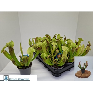 SARRACENIA OV