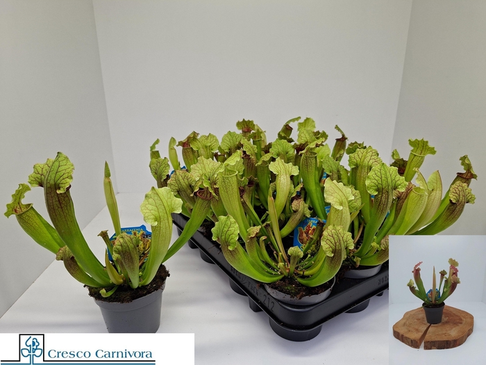 <h4>SARRACENIA OV</h4>
