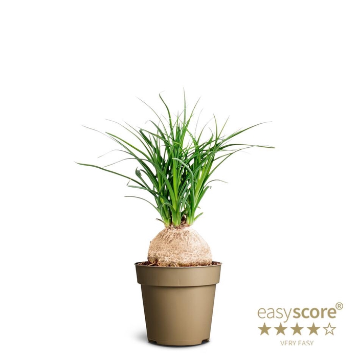 <h4>BEAUCARNEA RECURVATA p9</h4>