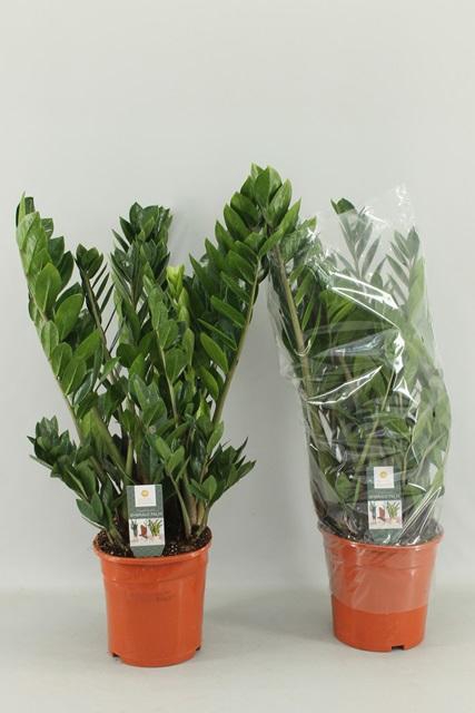 <h4>ZAMIO ZAMIIFOLIA</h4>
