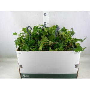 Hedera helix 'Wonder'