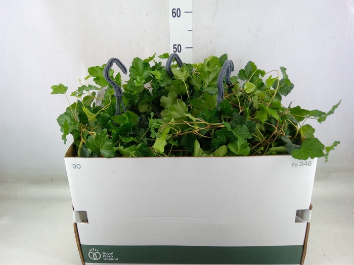 <h4>Hedera helix 'Wonder'</h4>