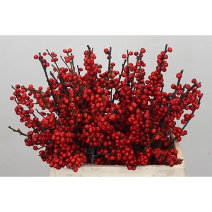 Ilex Rood