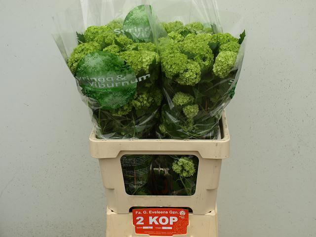 <h4>Viburnum Roseum St</h4>