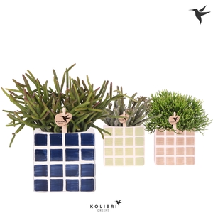 Kolibri Greens Rhipsalis mix in Mosa pot blue mix