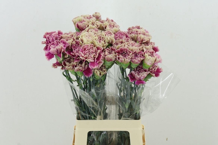 <h4>Di St Antiqua</h4>