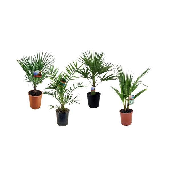 <h4>Palm mix</h4>