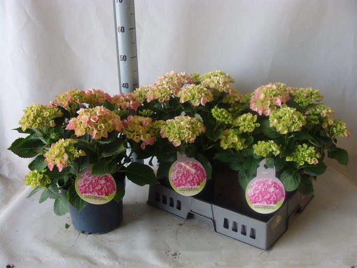 <h4>Hydrangea mac.   ...</h4>