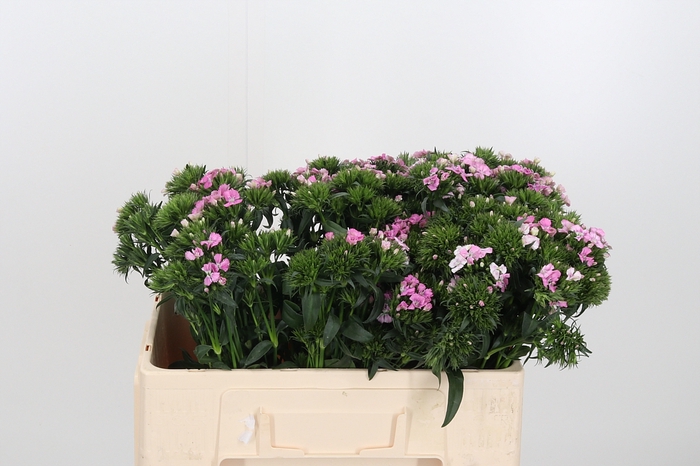 <h4>Di Barbatus Aldo Rose</h4>