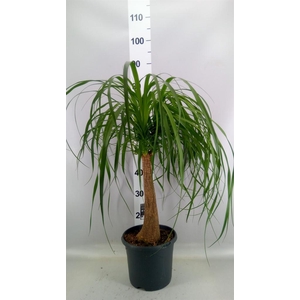 Beaucarnea recurvata
