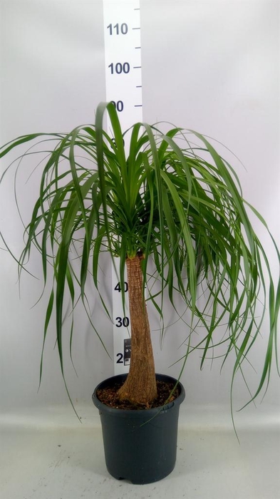 <h4>Beaucarnea recurvata</h4>
