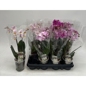 PHAL GEM