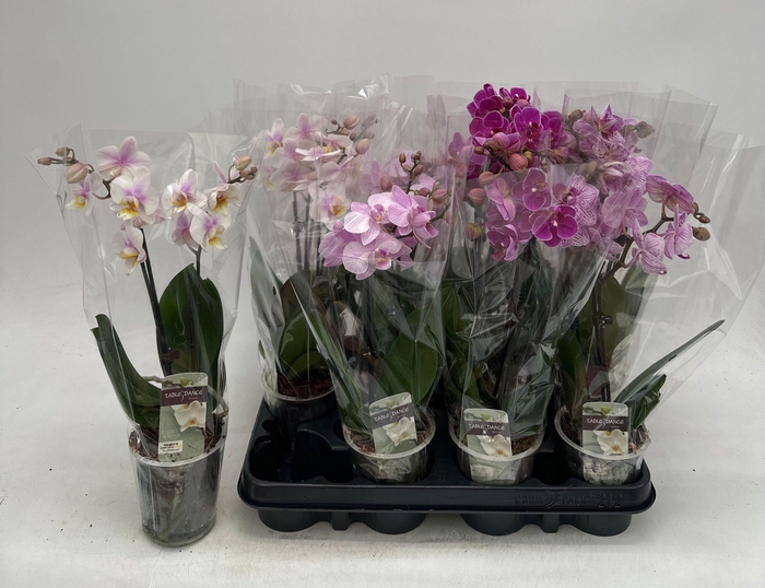 <h4>PHAL GEM</h4>