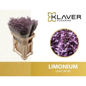 LIM SAF LILAC