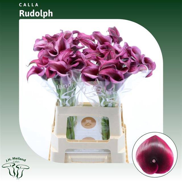<h4>ZANT RUDOLPH</h4>