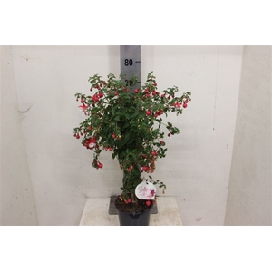 Fuchsias Gemengd Stam