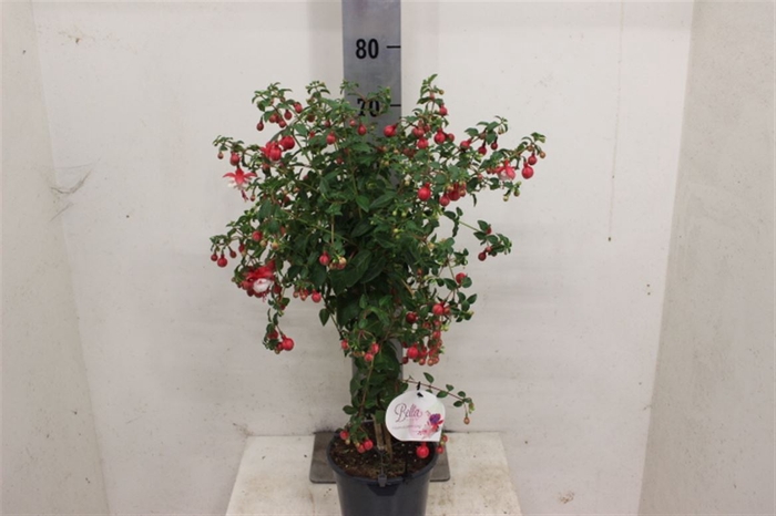 <h4>Fuchsias Gemengd Stam</h4>
