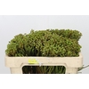Kaaps Groen Abrotanum