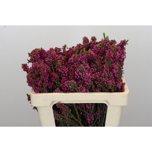 Kaaps Groen Erica Cordifolia