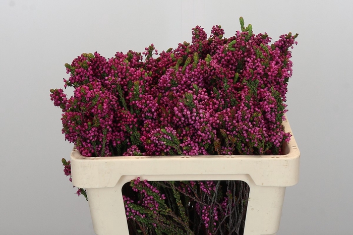 Kaaps Groen Erica Cordifolia