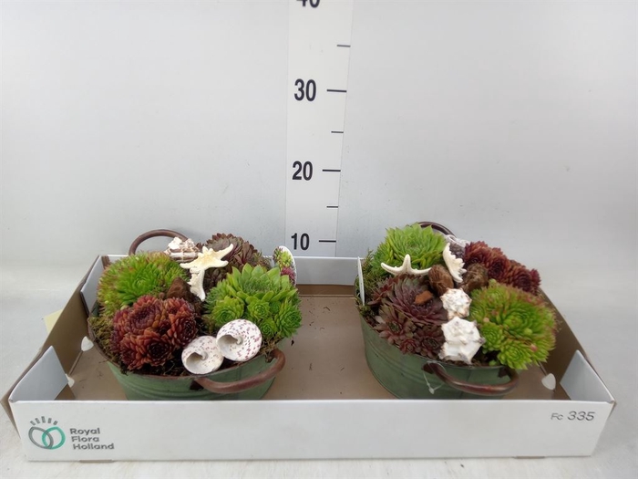 <h4>Arr.  Sempervivum L%</h4>