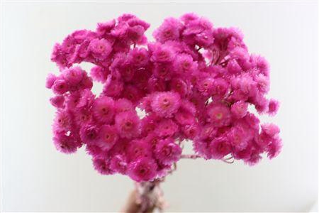 <h4>Dried Immortellen Fuchia Paper X10</h4>