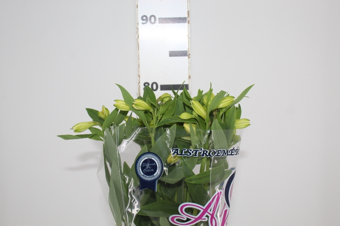 <h4>ALSTROEMERIA SUNNY LADY 080 CM</h4>