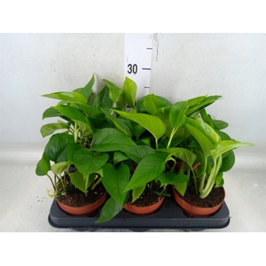 Epipremnum   ...