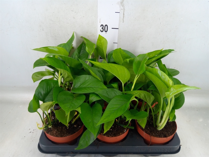 <h4>Epipremnum   ...</h4>