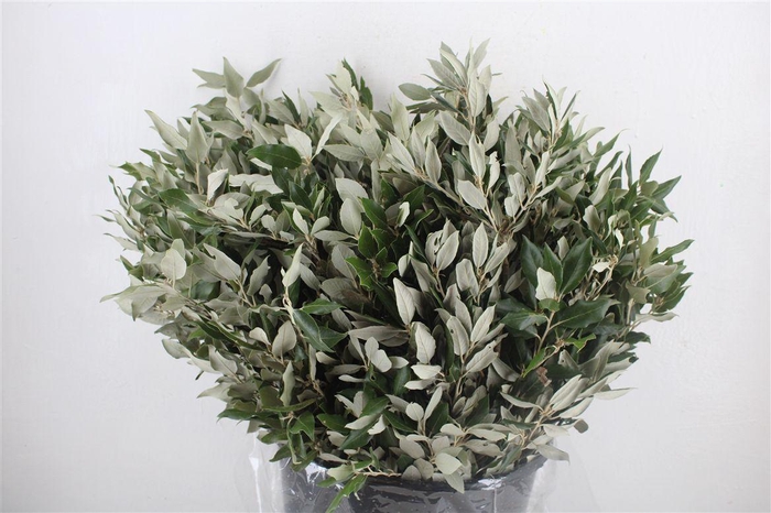 <h4>Steeneik Leaves P Bunch</h4>