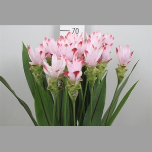 Curc Al Siam Sunrise