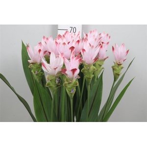 Curc Al Siam Sunrise