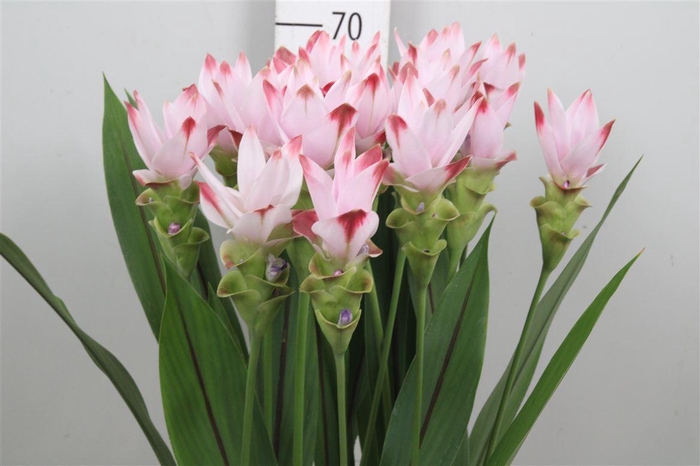 <h4>Curc Al Siam Sunrise</h4>