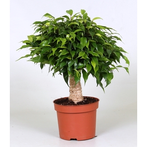 Ficus Be Green Kinky Jutte