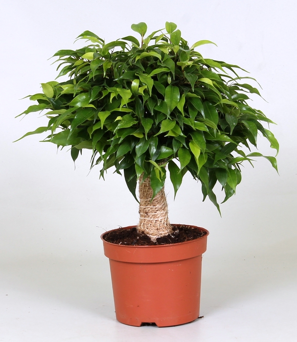 <h4>Ficus Be Green Kinky Jutte</h4>