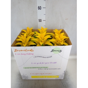 Guzmania  'Diana'