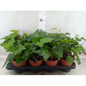 Hedera alger. 'Montgomery'