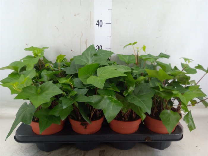 <h4>Hedera alger. 'Montgomery'</h4>