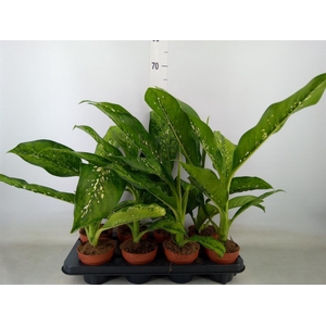 Dieffenbachia  'Crocodile'