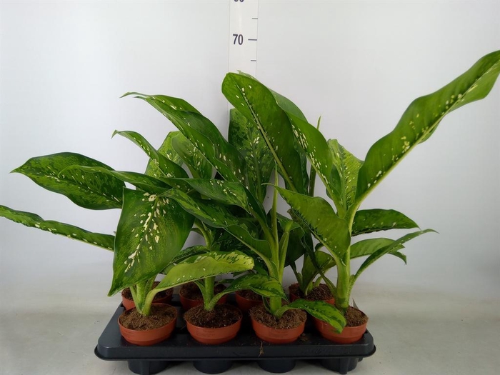 <h4>Dieffenbachia  'Crocodile'</h4>