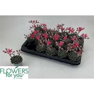 Graptopetalum tacitus