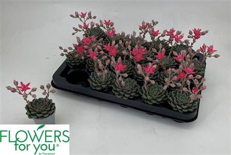 <h4>Graptopetalum tacitus</h4>
