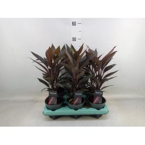 Cordyline fruti. 'Tango'