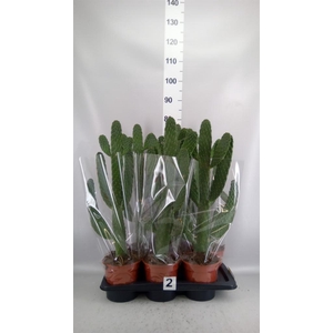 Opuntia